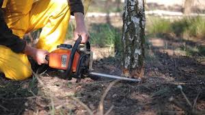 Best Tree and Shrub Care  in Lake Wilderness, VA