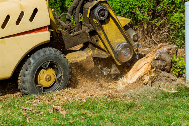 Best Organic Lawn Care Solutions  in Lake Wilderness, VA
