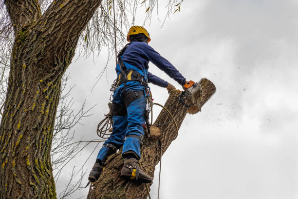 Best Tree Disease Treatment  in Lake Wilderness, VA