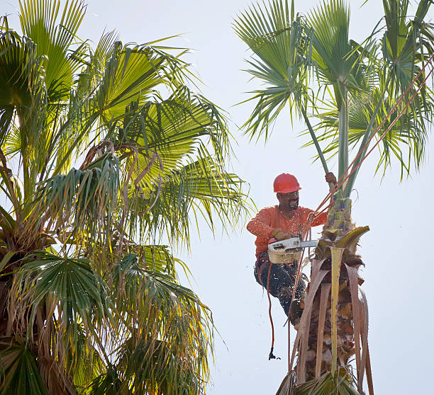 How Our Tree Care Process Works  in  Lake Wilderness, VA