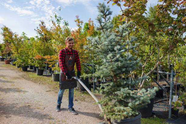 Reliable Lake Wilderness, VA Tree Services Solutions